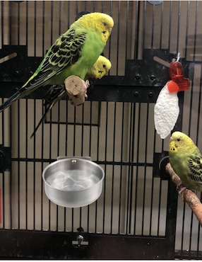 Bebedero para colibrí Belug 500 ml